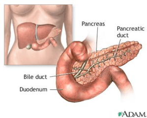 pancreas